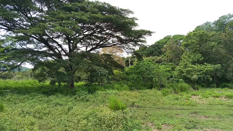Lot 31 — Photo 1 of 2