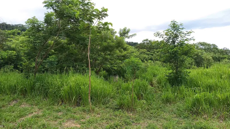Lot 35 — Photo 1 of 3