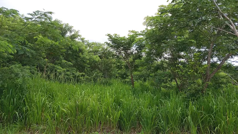 Lot 35 — Photo 3 of 3