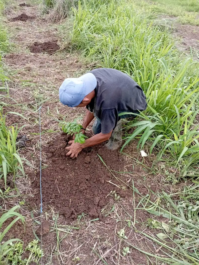 Jesús sembrando en la huerta