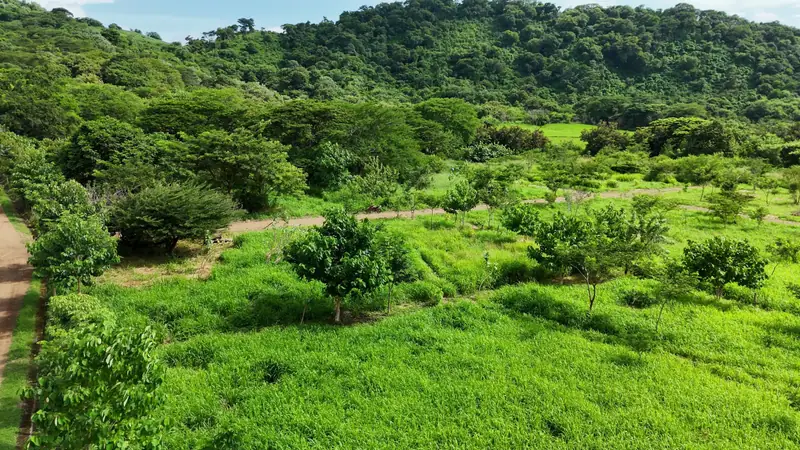 Lotes sembrados, árboles y cerros
