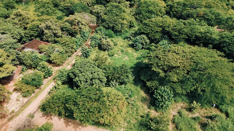 Vista aérea de vegetación y caminos en los lotes