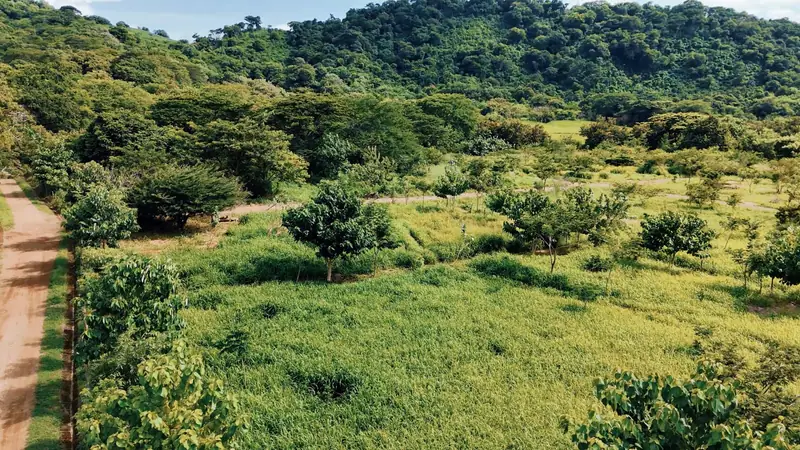 Terrenos y camino rodeados de vegetación
