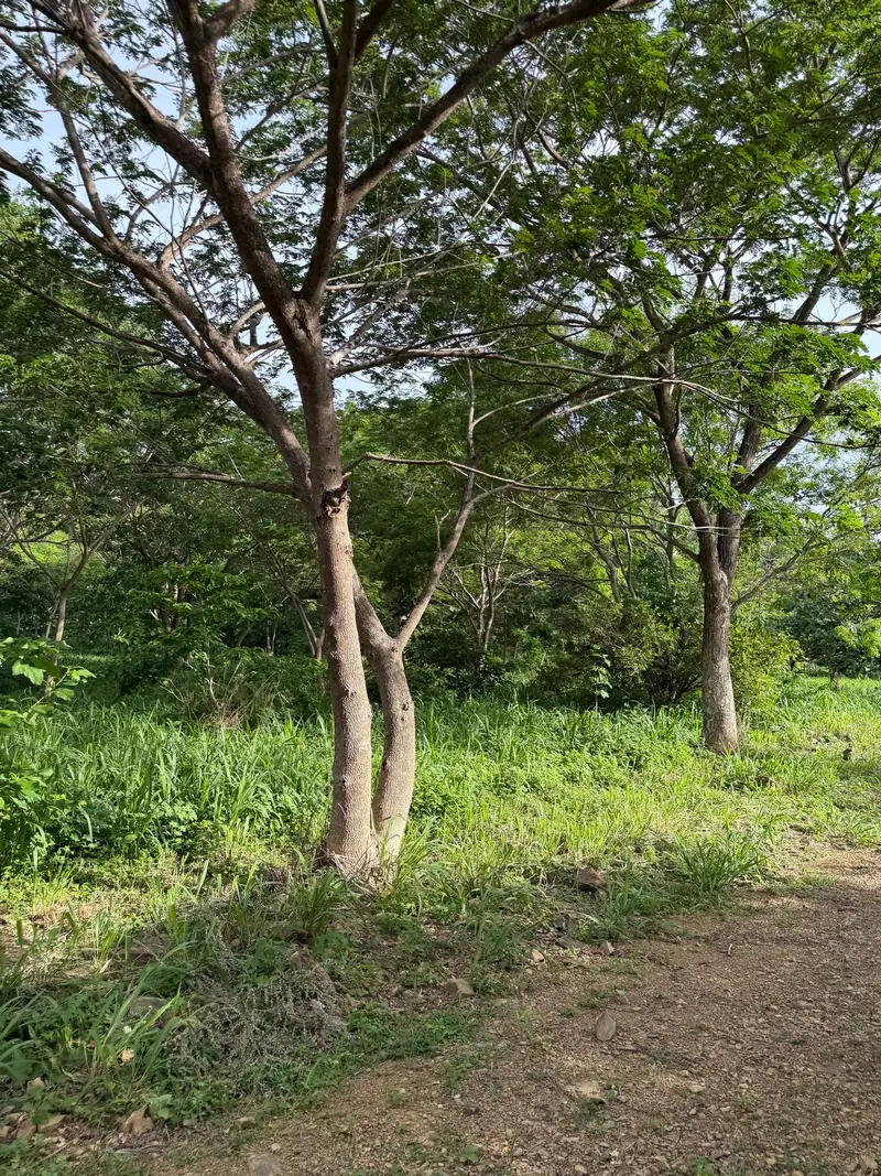 Trees on a lot