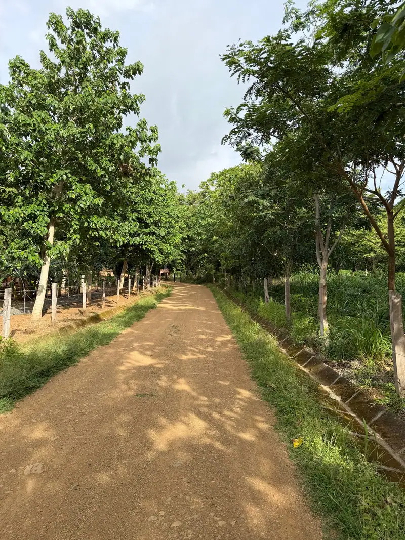 A tree-lined road through the lots