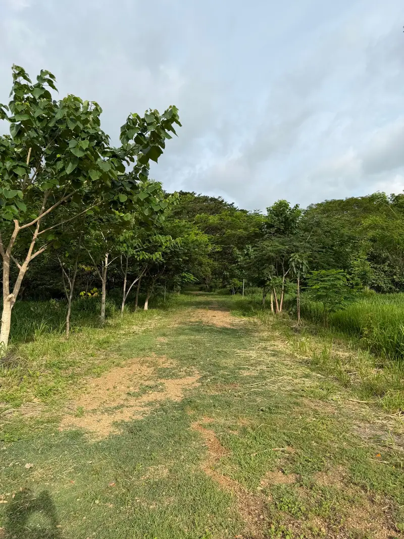 A path between young trees