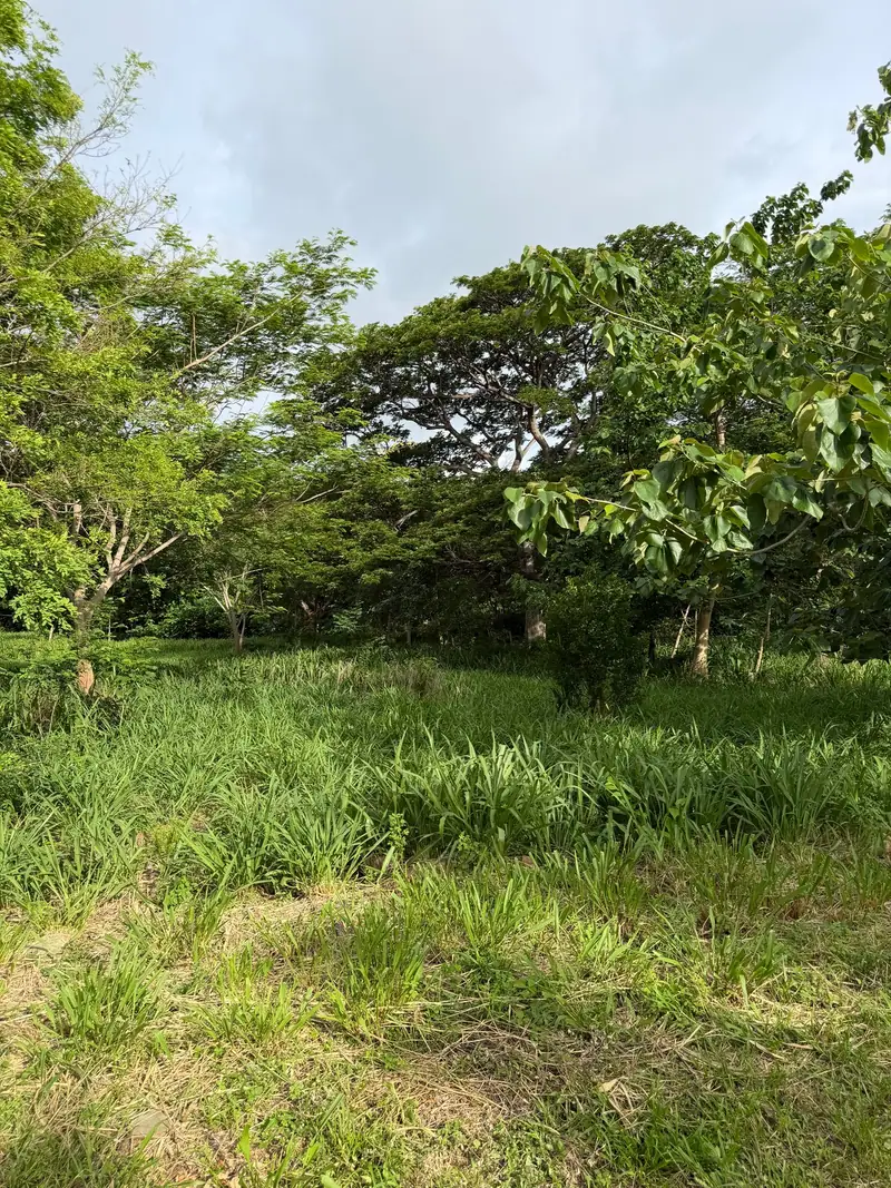 A lot with grass and trees