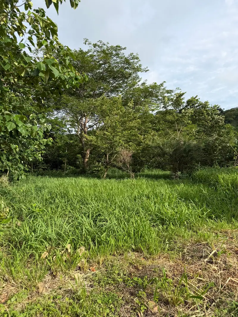 Lush vegetation on the lots